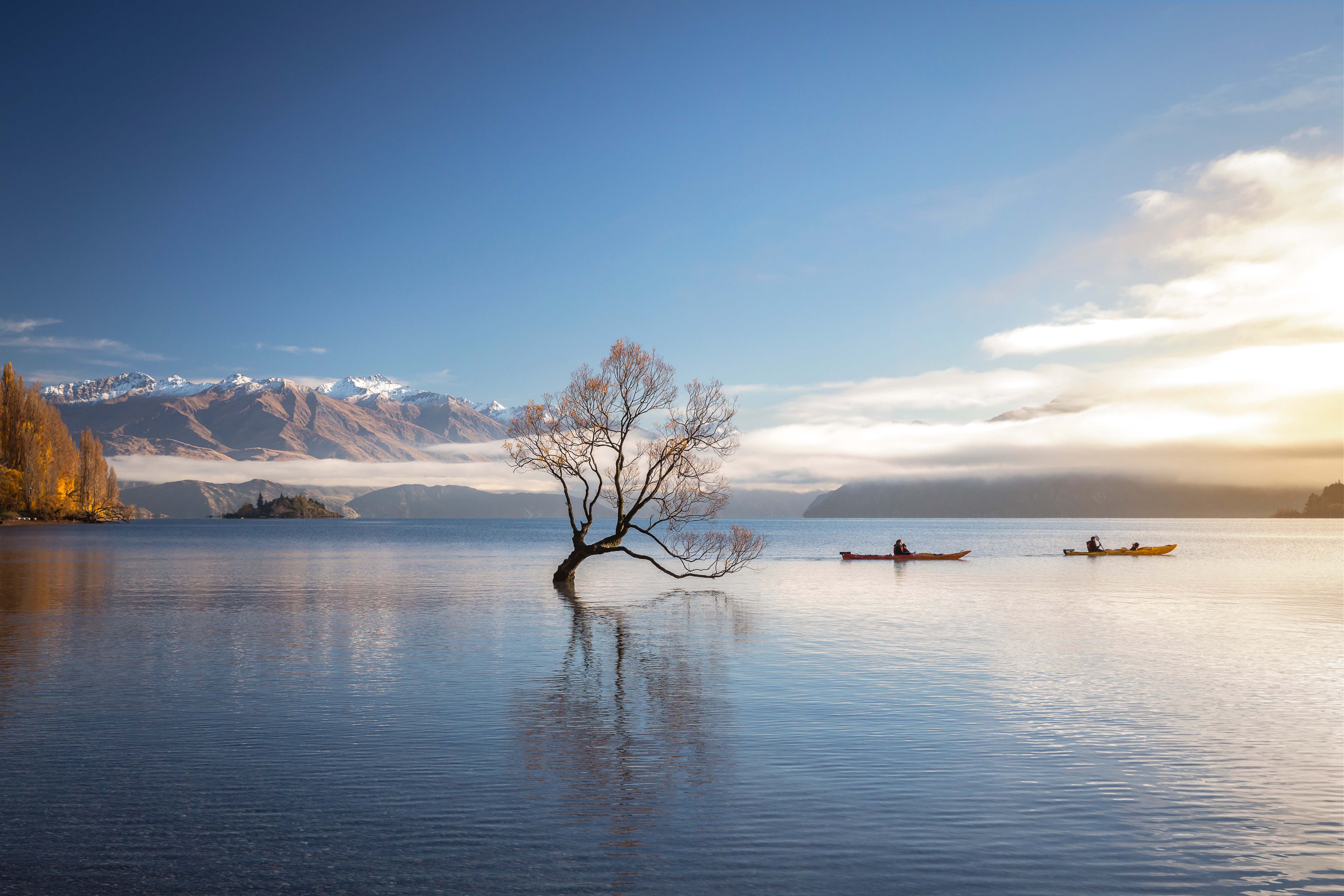 Wanaka Tree WEB